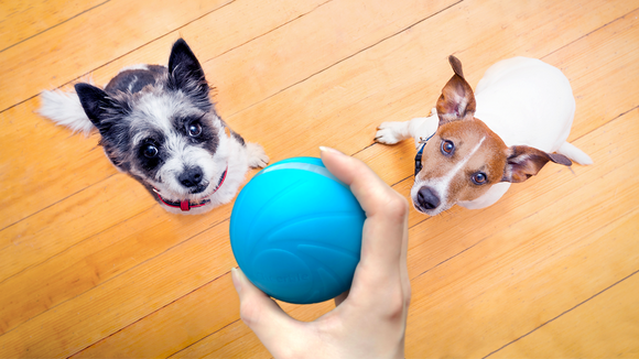 Wicked Ball - Motion Ball - Your Pet's Joy when Home Alone