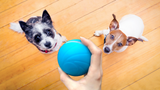 Wicked Ball - Motion Ball - Your Pet's Joy when Home Alone