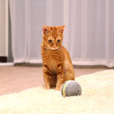Wicked Ball - Motion Ball - Your Pet's Joy when Home Alone