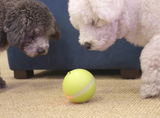 Wicked Ball - Motion Ball - Your Pet's Joy when Home Alone