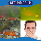 Eco-Aquarium Water Purifier Block